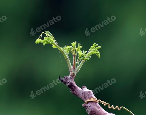 Preview: small green leaves are growing from the stem of a small tree