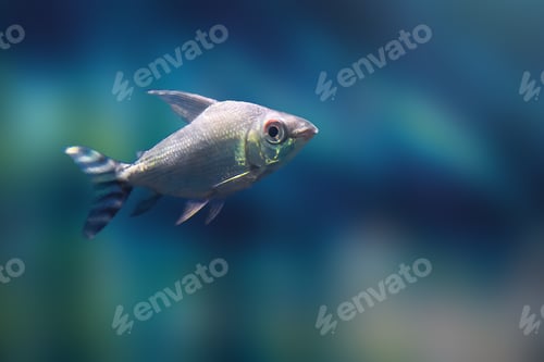 Preview: Kissing Prochilodus (Semaprochilodus insignis) - Freshwater Fish
