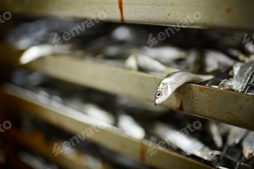 Preview: Fresh pilchards