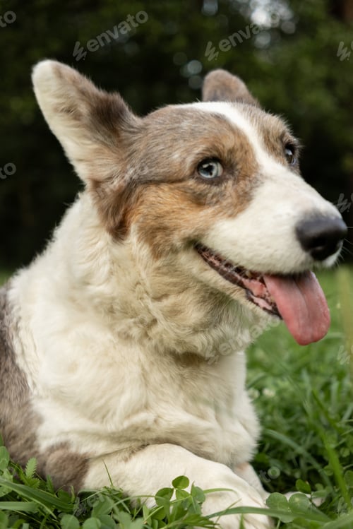 Preview: Cardigan Welsh corgi on walk in park with owner, dog is lying on grass with his tongue hanging out.