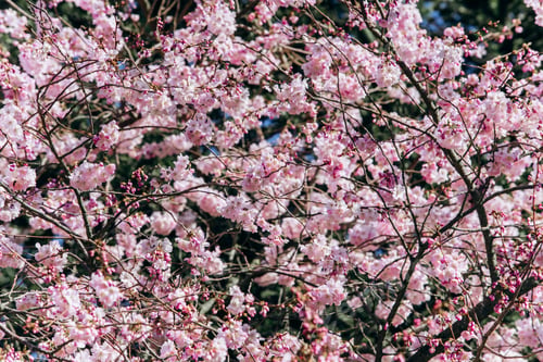 Preview: Branches of a flowering Apple tree close-up.