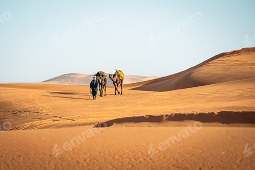 Preview: Portrait picture of berber walking with camels in Merzouga Sahara Morocco