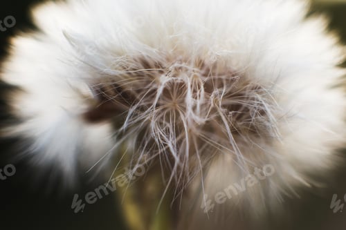 Preview: dandelion with parachutes close-up. background . dandelion in bloom