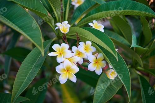 Preview: Bright Plumeria alba Blossoms Against Green Foliage