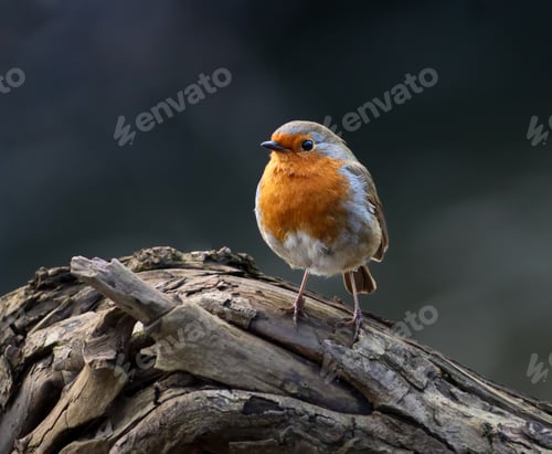 Preview: Robin bird perched on a lifeless branch
