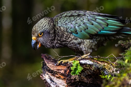 Preview: Closeup of a kea parrot perched on a piece of wood, outdoors in New Zealand