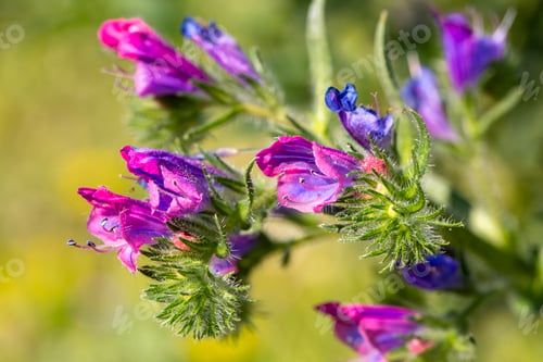 Preview: Wild flower in nature, scientific name; echium plantagineum