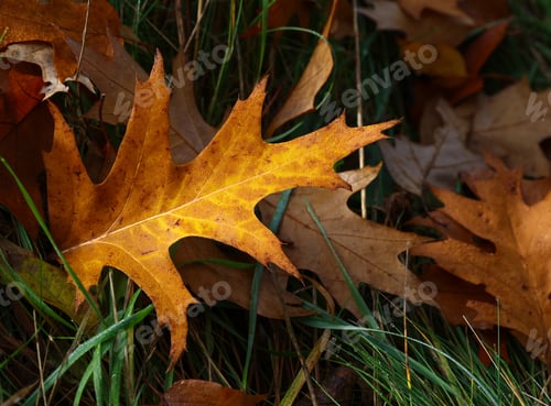 Preview: Fallen autumn oak leaves with rain drops in grass