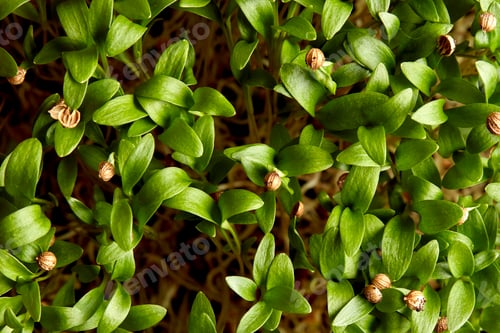 Preview: Close up of germinating coriander seed microgreens