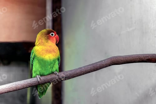 Preview: lovebirds, lover bird, lovely