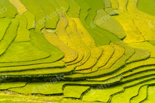 Preview: Paddy rice terraces, green agricultural fields in countryside of mountain hills valley, Vietnam.