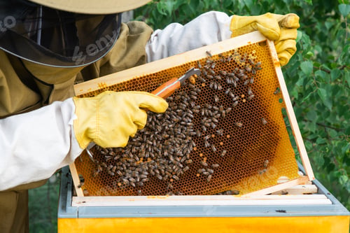 Preview: A beekeeper, a woman in a protective suit against bee stings, holds a frame with honey from a bee hi