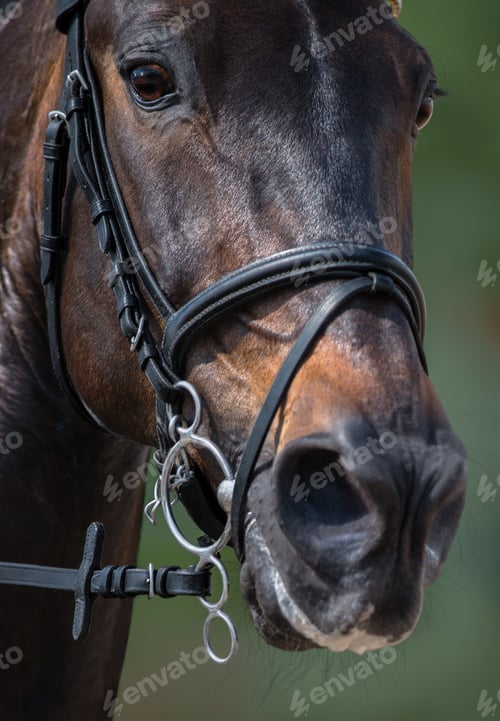 Preview: Close-up of a Majestic Brown Horse Head