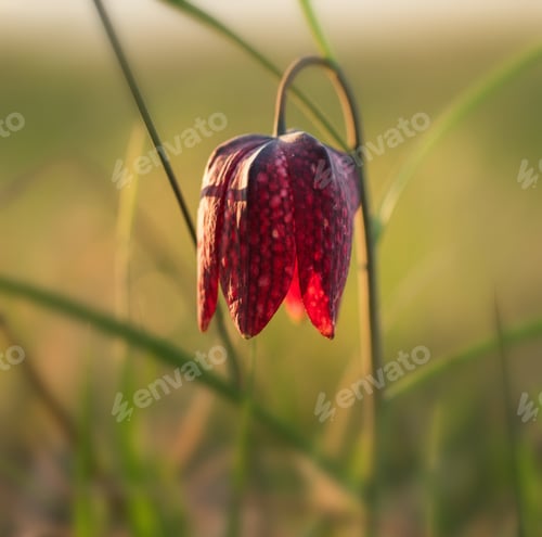 Preview: Snake's head flower in early spring