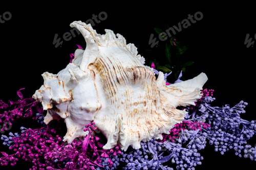 Preview: Ramose Murex Shell on Vibrant Background