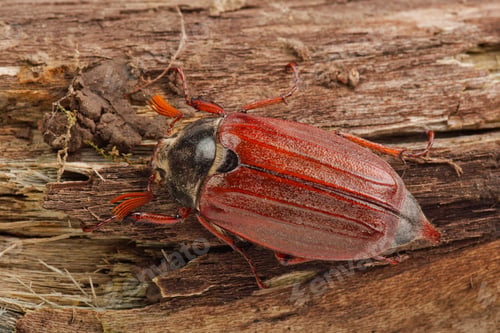 Preview: Cockchafer (Melolontha melolontha) on a wood