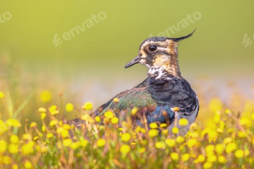 Preview: Female Northern lapwing hiding between yellow flowers