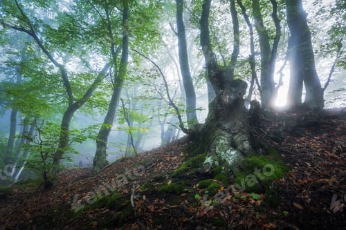 Preview: Mystical spring forest in fog. Magical old trees in clouds