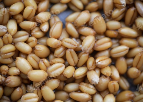 Preview: Wheat Grain Pile Lying On The Table