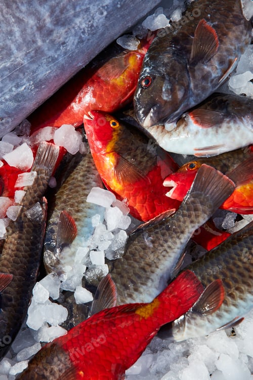 Preview: Fresh fish cooling on heap of ice
