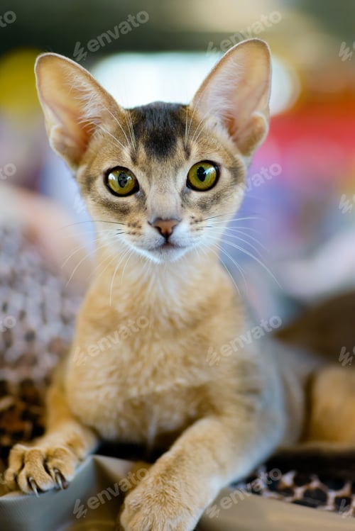 Preview: Abyssinian cat portrait