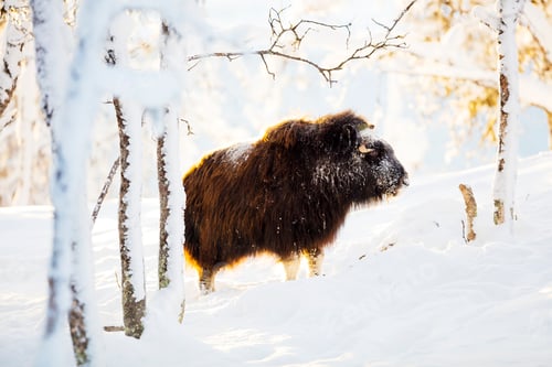 Preview: Large musk standing in the winter snow at sunset