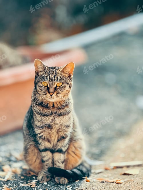 Preview: A cat