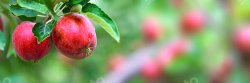 Preview: Red apples