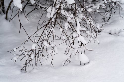 Preview: Winter background with snowy trees close up