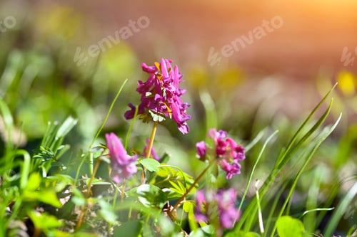 Preview: Hollowroot (in Latin: Corydalis cava) blooms in the forest