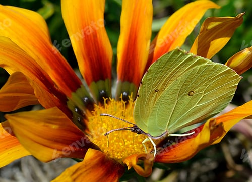 Preview: green butterfly on an orange flower with green leaves and brown stripes