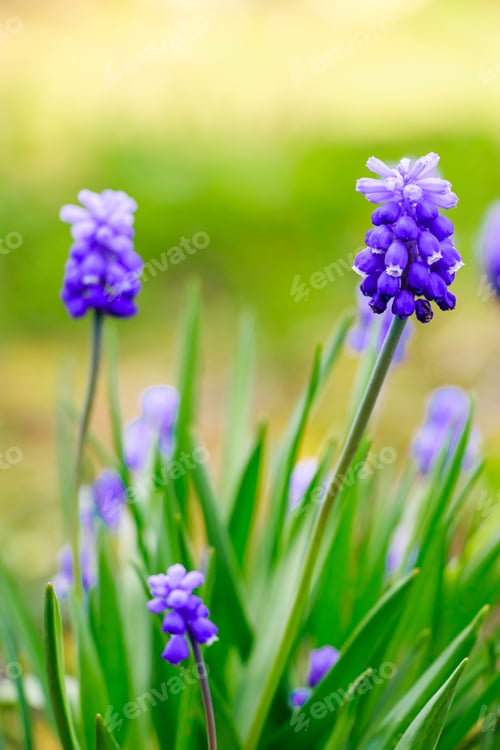 Preview: First spring muscari close-up. Blue flowers in the garden. Natural background