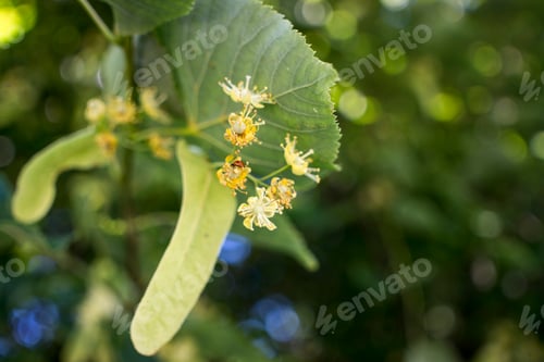 Preview: Tilia, linden tree, basswood or lime tree with unblown blossom.