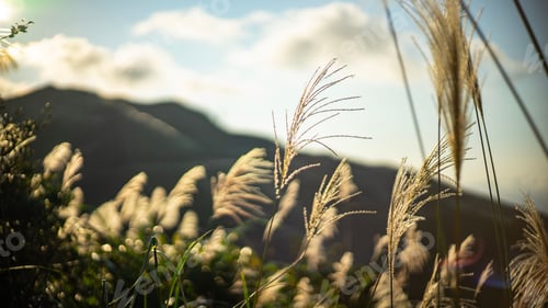 Preview: Sunlit pampas grass swaying gently in a scenic mountain landscape under a bright sky