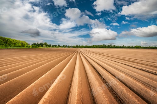 Preview: Agricultural field with even rows in the spring