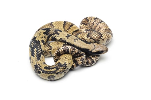 Preview: False water cobra isolated on white background