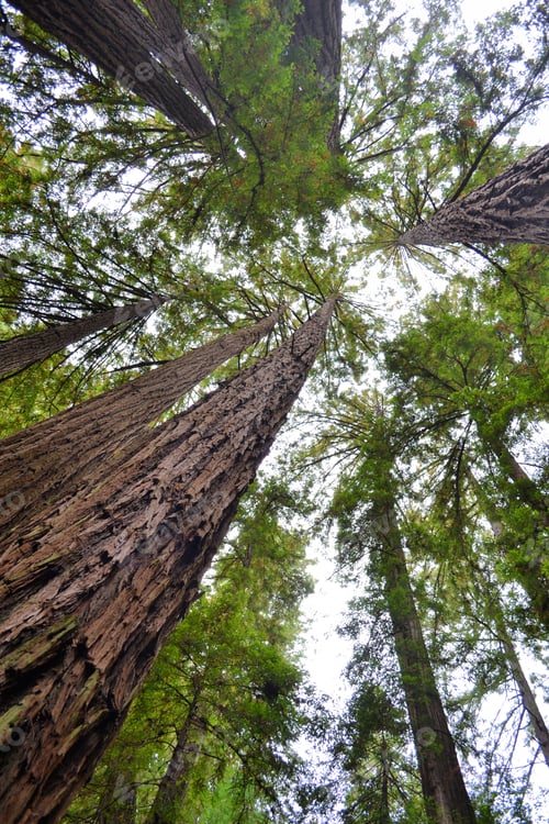 Preview: Muir Woods National Monument U.S. National Park Service, California redwoods forest landmark travel