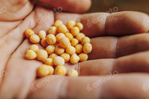 Preview: A close-up shot captures the delicate texture and color of a soybean kernel