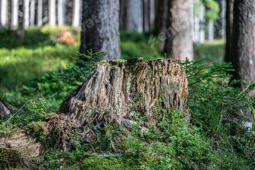 Preview: Tree stump in a sunlit forest