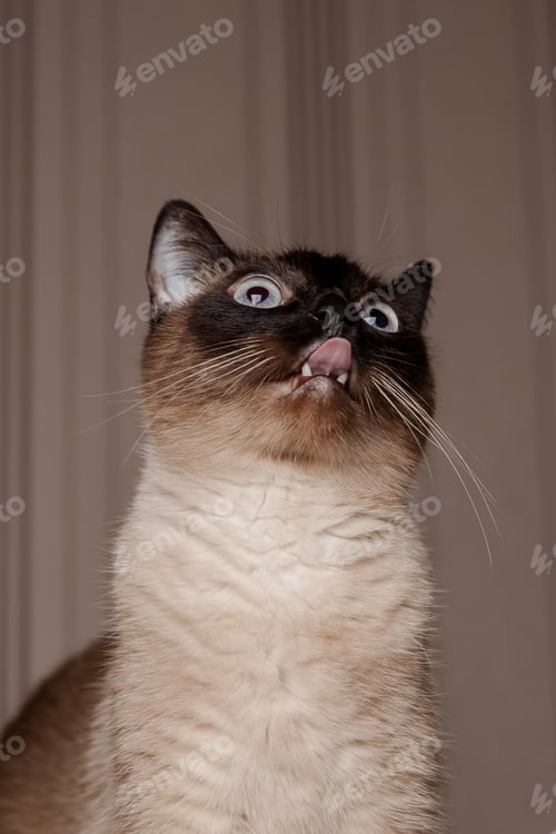 Preview: A siamese cat with its tongue out