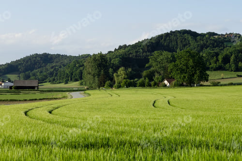 Preview: Green rye field, forest, rural road, farmhouses and buildings