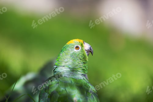 Preview: Parrot