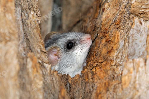 Preview: Adorable Dormouse Peeking Out of a Tree Hole