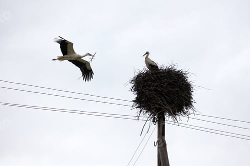 Preview: White stork with tree twig in beak returning to his nest