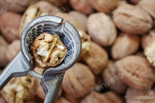 Preview: Cracking walnuts with a metallic nutcracker in a harvest setting