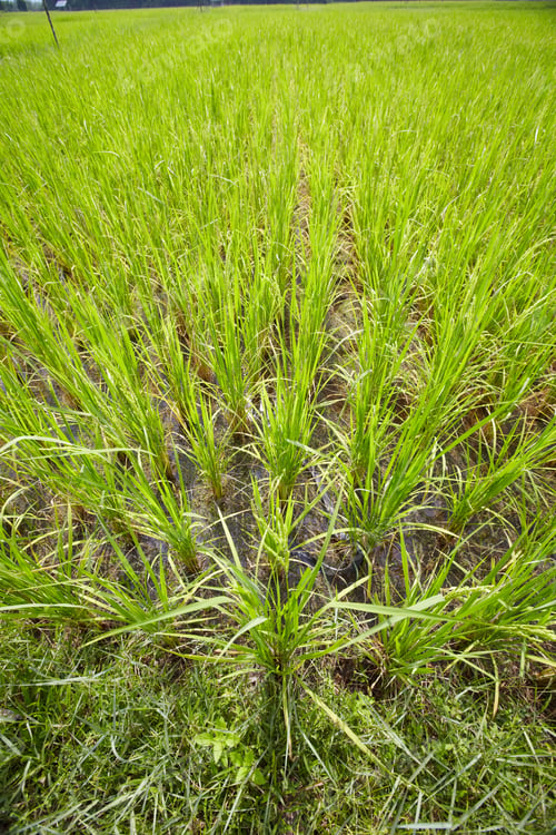 Preview: Rice plantation