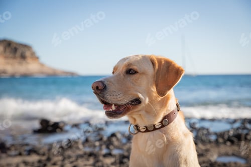 Preview: Portrait of a labrador retriever at the beach, copy space on the left