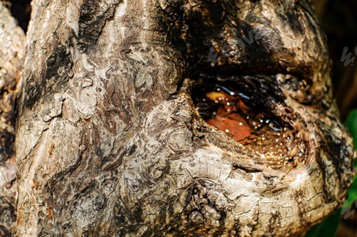 Preview: close up of grungy grey bark of tree