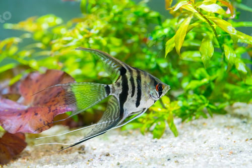 Preview: Closeup shot of an angelfish in the aquarium