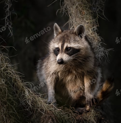 Preview: A Raccoon in a Tree